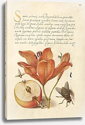 Постер Хофнагель Йорис Insects, Orange Lily, Caterpillar, Apple, and Horse Fly