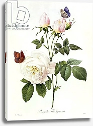 Постер Редюти Пьер Rosa: Bengale the Hymenes, from 'Les Roses', 19th century