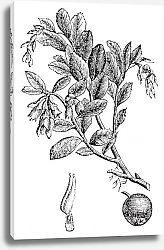 Постер Cowberry or Vaccinium vitis idaea vintage engraving