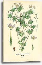 Постер Gilia (Leptosiphon) Androsacea