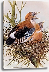Постер British Birds - Jay