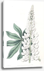 Постер Эдвардс Сиденем White large-leaved Perennial Lupine