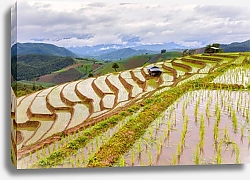 Постер Зеленые террассы рисовых полей в Па-понг Пинг, Таиланд