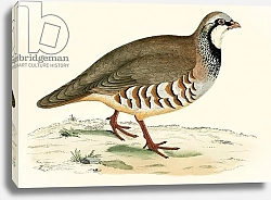 Постер Моррис (акв, птицы) Red Legged Partridge