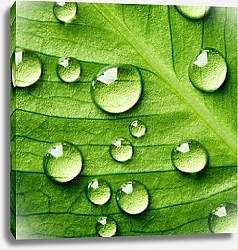 Постер Зеленый лист с каплями воды 8