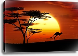 Постер Кенгуру на фоне закате, Австралия