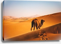 Постер Верблюд в песчаных дюнах