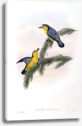 Постер Yellow-and-Grey Thickhead - Pachycare flavo-grisea