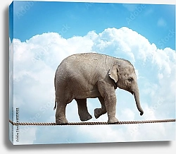 Постер Слоненок на канате