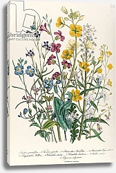 Постер Лудон Джейн (бот) Forget-me-nots and Buttercups, plate 13 from 'The Ladies' Flower Garden', published 1842
