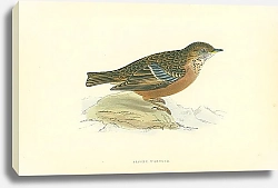 Постер Alpine Warbler 1
