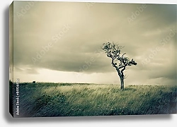 Постер Одинокое дерево в степи под пасмурным небом