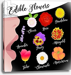 Постер Хантли Клэр (совр) Edible Flowers