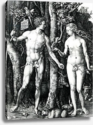 Постер Дюрер Альбрехт Adam and Eve, 1504
