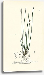 Постер Eleocharis palustris. Marsh spike-rush 1