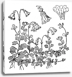 Постер Linnaea borealis or Twinflower, vintage engraving