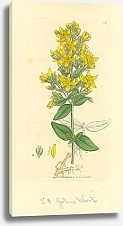 Постер Sowerby Ботаника №2 1