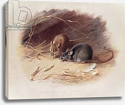 Постер Торнбурн Арчибальд (Бриджман) Mus alexandrinus and Mus rattus, plate 29 of 'British Mammals', 1919, pub. 1921