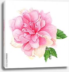 Постер Акварельный тропический розовый гибискус