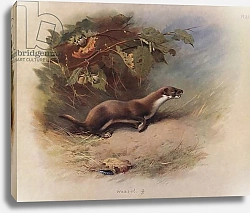 Постер Торнбурн Арчибальд (Бриджман) Weasel 1