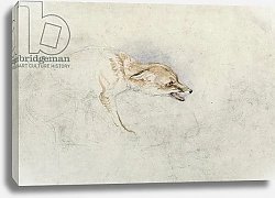Постер Льюис Джон Study of a crouching Fox, facing right verso: faint sketch of fox's head and tail