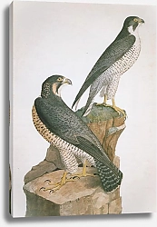 Постер Peregrine Falcon