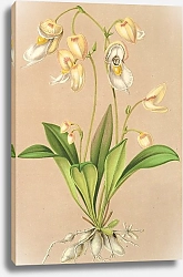 Постер Лемер Шарль Utricularia montana
