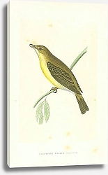Постер Melodious Willow Warbler 2