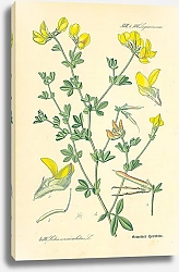 Постер Leguminosae, Lotus corniculatus