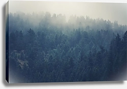 Постер Туманные леса Колорадо