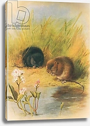Постер Торнбурн Арчибальд (Бриджман) Water Vole, from Thorburn's Mammals published by Longmans and Co, c. 1920