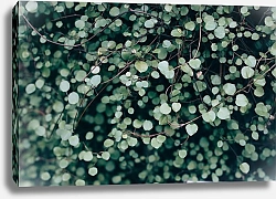Постер Ветки с мелкими круглыми листьями