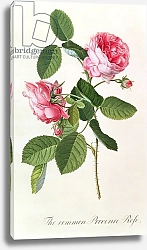 Постер Эгрет Джордж The Common Provence Rose