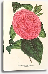 Постер Лемер Шарль Camellia Roma risorta