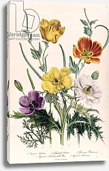 Постер Лудон Джейн (бот) Poppies and Anemones, plate 5 from 'The Ladies' Flower Garden', published 1842