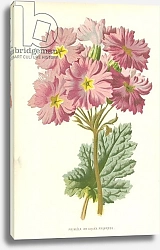 Постер Хулм Фредерик (бот) Primula or China Primrose