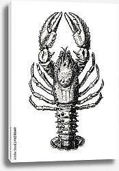Постер Ретро-иллюстрация морского лобстера