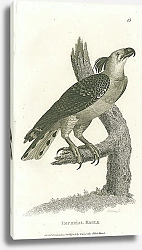 Постер Imperial Eagle 2