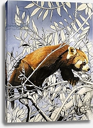 Постер Кэтрайт Уильям (животные) Cat-bear of the Himalayas, from 'Nature's Kingdom'