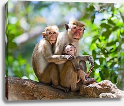 Постер Семейство обезьян на дереве, Шри-Ланка