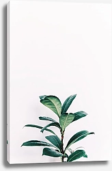 Постер Зеленое растение на белом