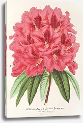 Постер Лемер Шарль Rhododendrum formosum