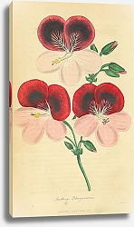 Постер Seedling Pelargoniums 1