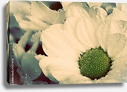 Постер Белый цветок в каплях росы