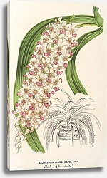 Постер Лемер Шарль Saccolabium Blumei, var. majus
