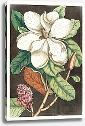 Постер Лавровое дерево (Magnolia altissima) из «Естественной истории Каролины, Флориды и Багамских островов» (1754) Марка Кейтсби