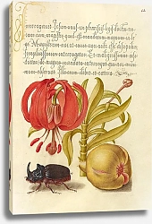 Постер Хофнагель Йорис Scarlet Turk’s Cap, Rhinoceros Beetle, and Pomegranate