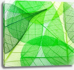 Постер Прозрачные зеленые листья