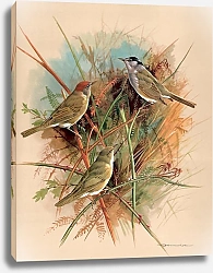 Постер Blackcap And Garden Warbler