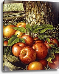 Постер Прентис Леви Apples and Tree Trunk, 1891